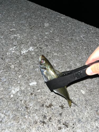 アジ