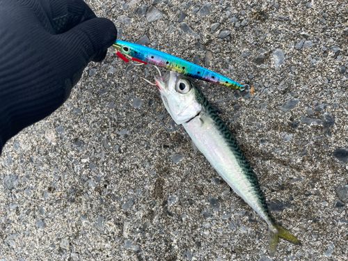サバの釣果