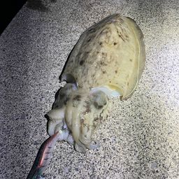 コウイカ