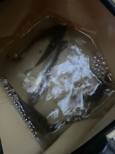 ハゼの釣果