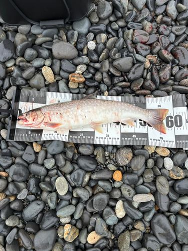 釣果
