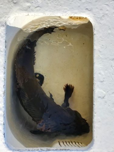 アイナメの釣果