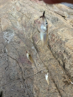 キスの釣果