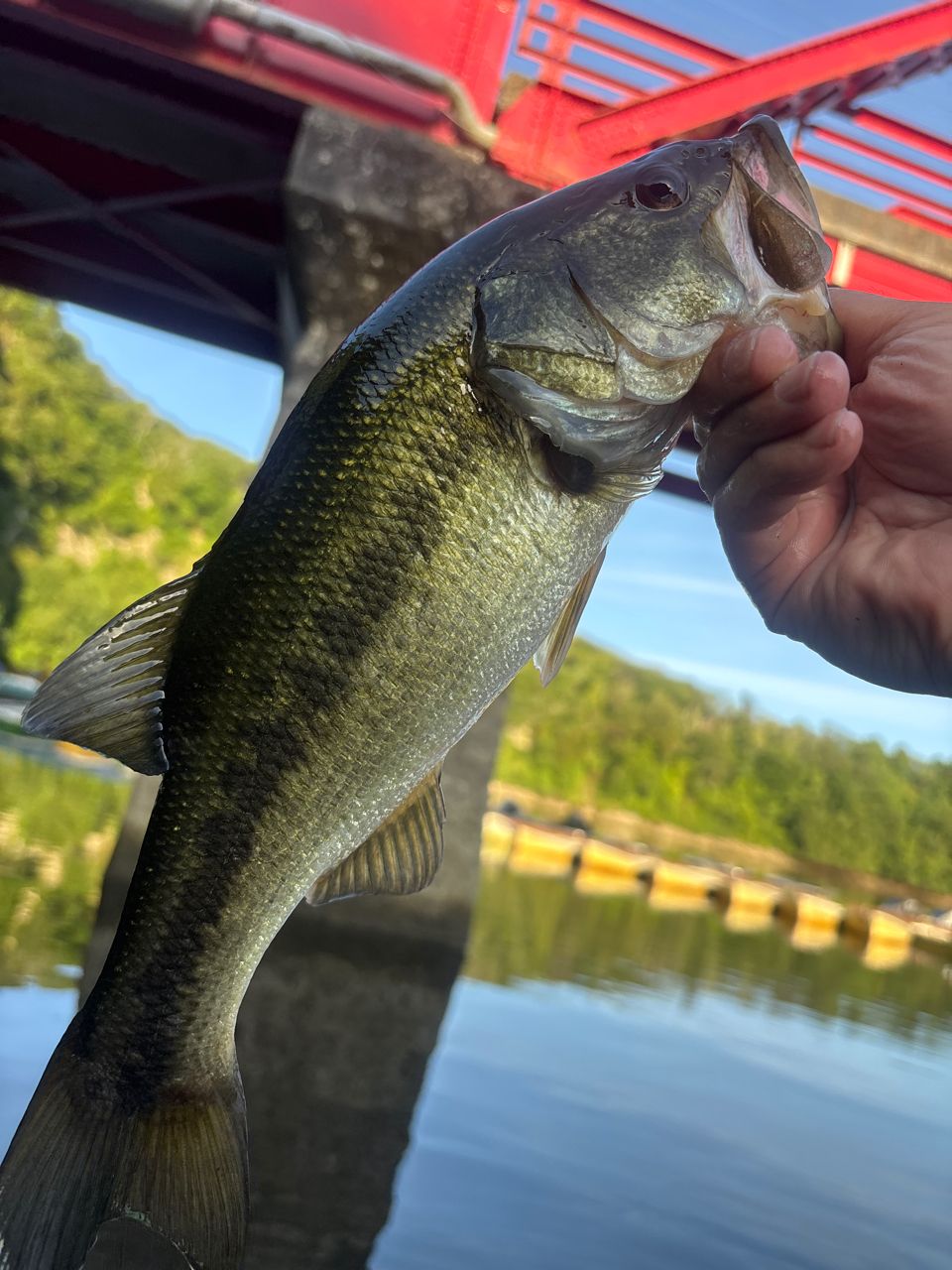 ラージマウスバス