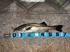 シーバスの釣果