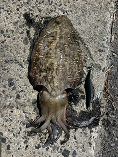 コウイカの釣果