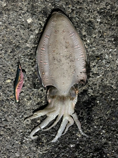 コウイカの釣果