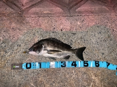 チヌの釣果