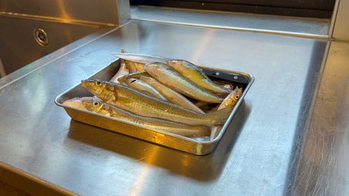 キスの釣果