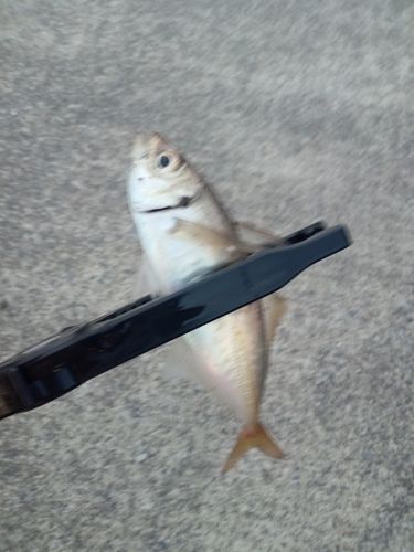 マアジの釣果