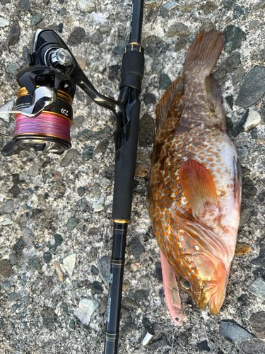 キジハタの釣果