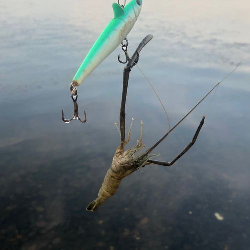 テナガエビの釣果