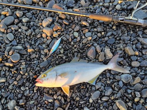 ショゴの釣果