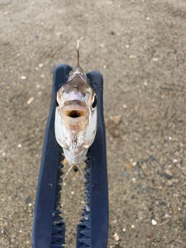 ヒイラギの釣果