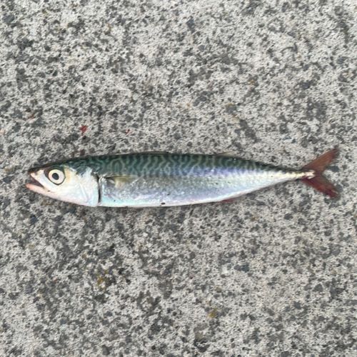 サバの釣果