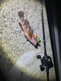 キジハタの釣果