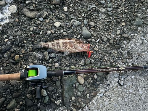 オオモンハタの釣果
