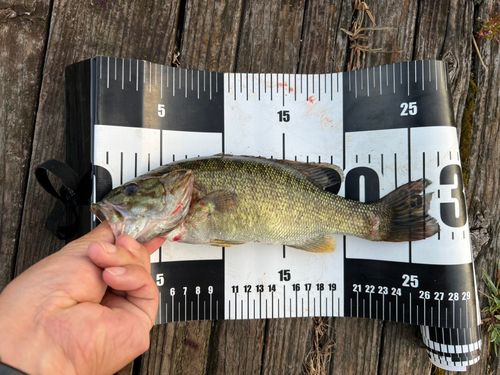 スモールマウスバスの釣果