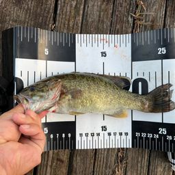 スモールマウスバス