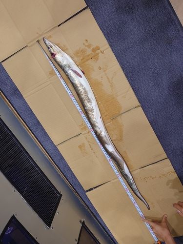 ハモの釣果