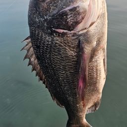 チヌ