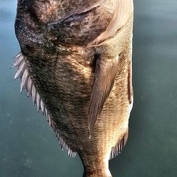チヌ