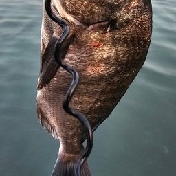 チヌ
