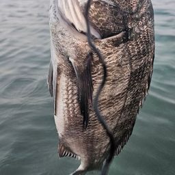 チヌ