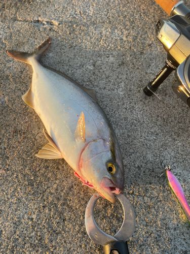 ショゴの釣果
