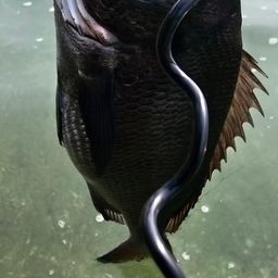 チヌ