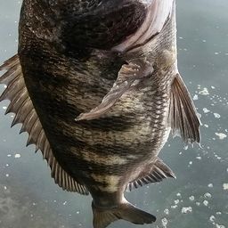チヌ