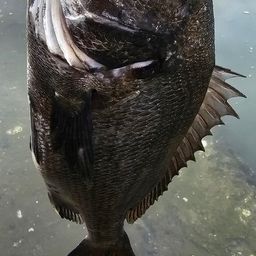 チヌ