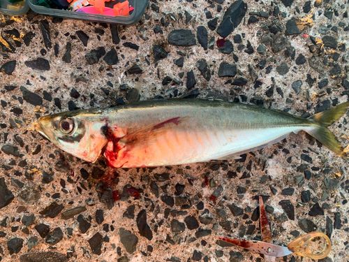 マルアジの釣果