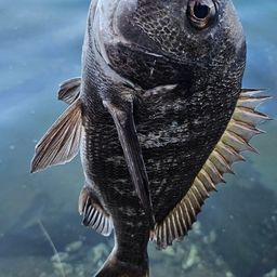 チヌ