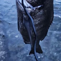 チヌ