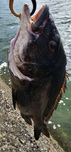 チヌの釣果