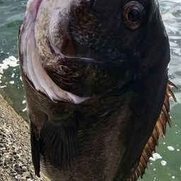 チヌ