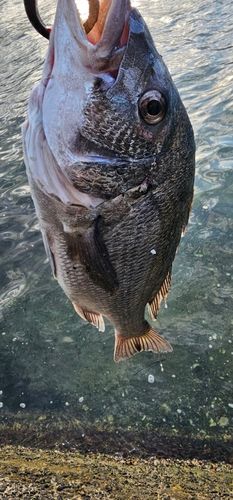 チヌの釣果