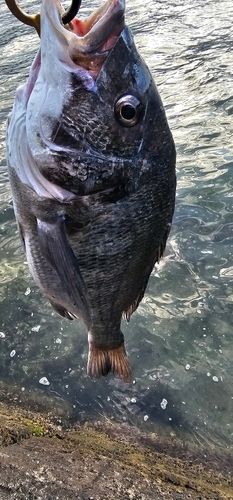 チヌの釣果