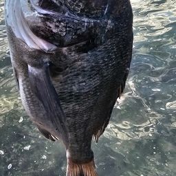 チヌ