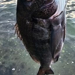 チヌ