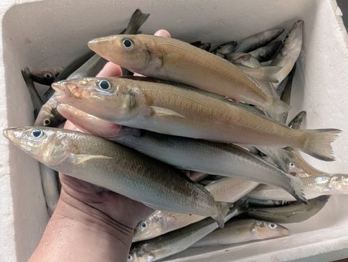 キスの釣果