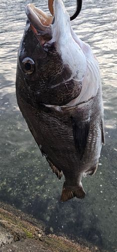 チヌの釣果