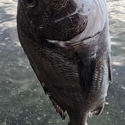 チヌ