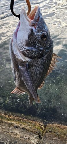 チヌの釣果