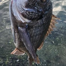 チヌ