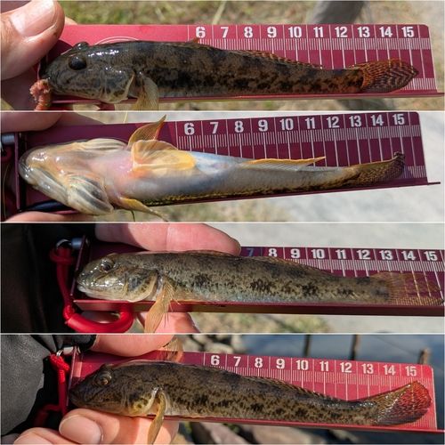 マハゼの釣果