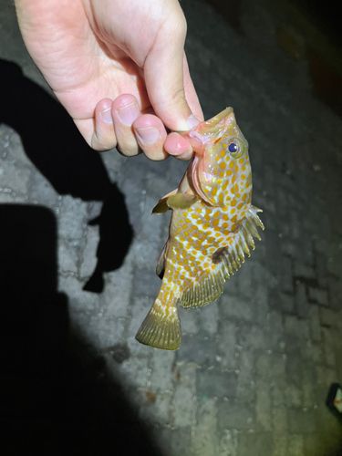 キジハタの釣果