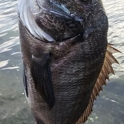 チヌ