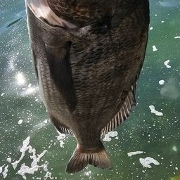 チヌ